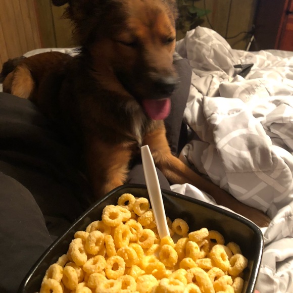 Meet your Posher, Bela 🐰 - Picture 7 of 7